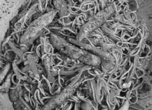 Hakka Noodles