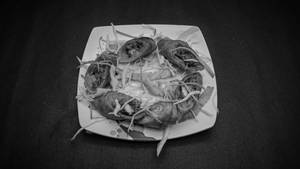 Paneer Spring Roll