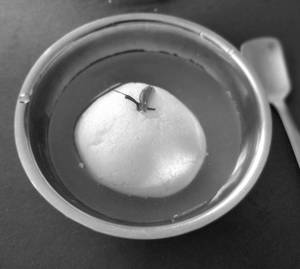 Rasgulla