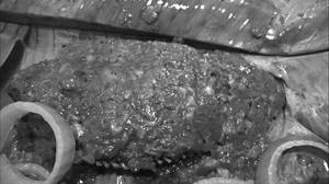 Karimeen Pollichathu