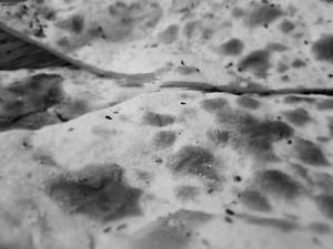 Plain Naan