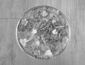 Mandi Chicken Biriyani