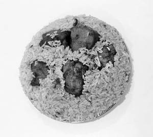 Chicken 65 Biriyani (medium Bucket)