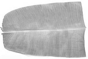 Leaf