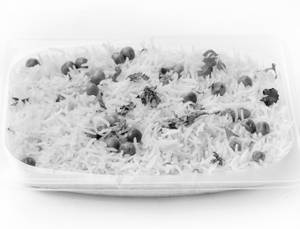 Matar Pulav