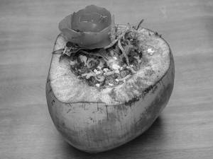 Veg Hara Nariyal