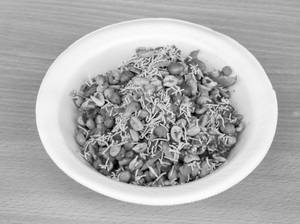 Congress Masala