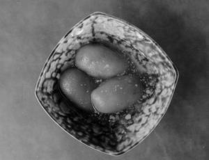 Gulab Jamun