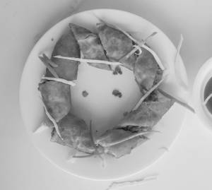 Spring Roll (8 Pcs)