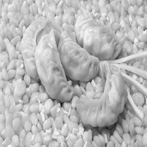 Corn & Cheese Steam Momo