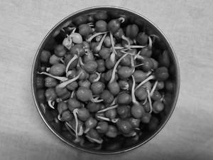 Sprout Salad 