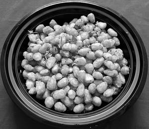 Crsipy Corn Salt & Pepper