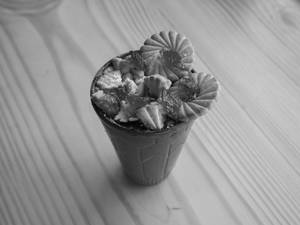 Cream Jelly Shake