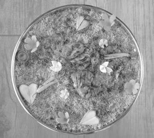 Chicken Mandi