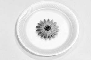 Badam Sunflower (1 Pc)