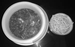 Chicken Munchow Soup