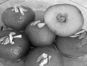 Stuffed Gulab Jamun Pc. [per Pc.]