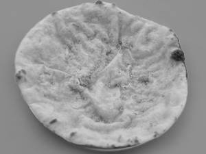 Paneer Paratha