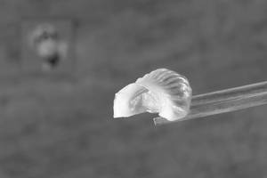 Crystal Chicken Dumpling