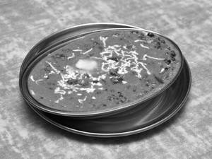 Dal Makhani