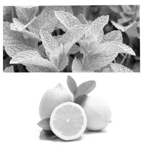 Mint Lime (750 ml)