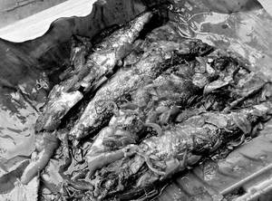 Mathi Pollichath(sardine- 2 Fishes)