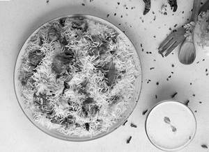 Mutton Biryani