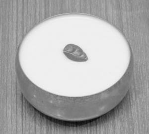 Plain Dahi