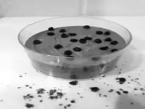 Chocolate Mousse