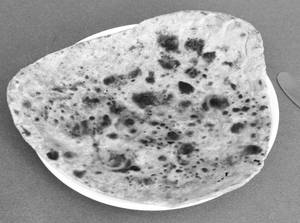 Plain Paratha