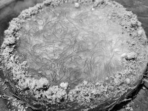 Kunafa (p) Kunafa Pista