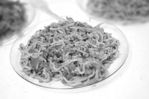 Plain Tomato Maggi