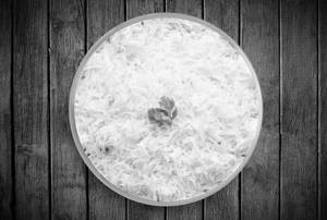 Steam Rice