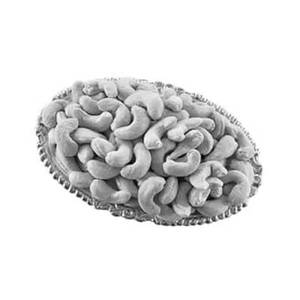 Salted Kaju