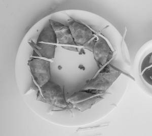 Spring Roll