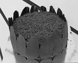 Eggless Premium Chocolate Cake